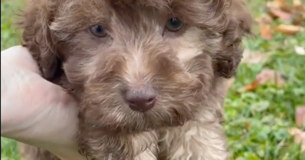 Healthy Mini Labradoodle Puppies for Sale in Apopka, Florida